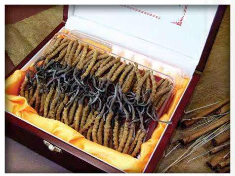 澧县冬虫夏草回收